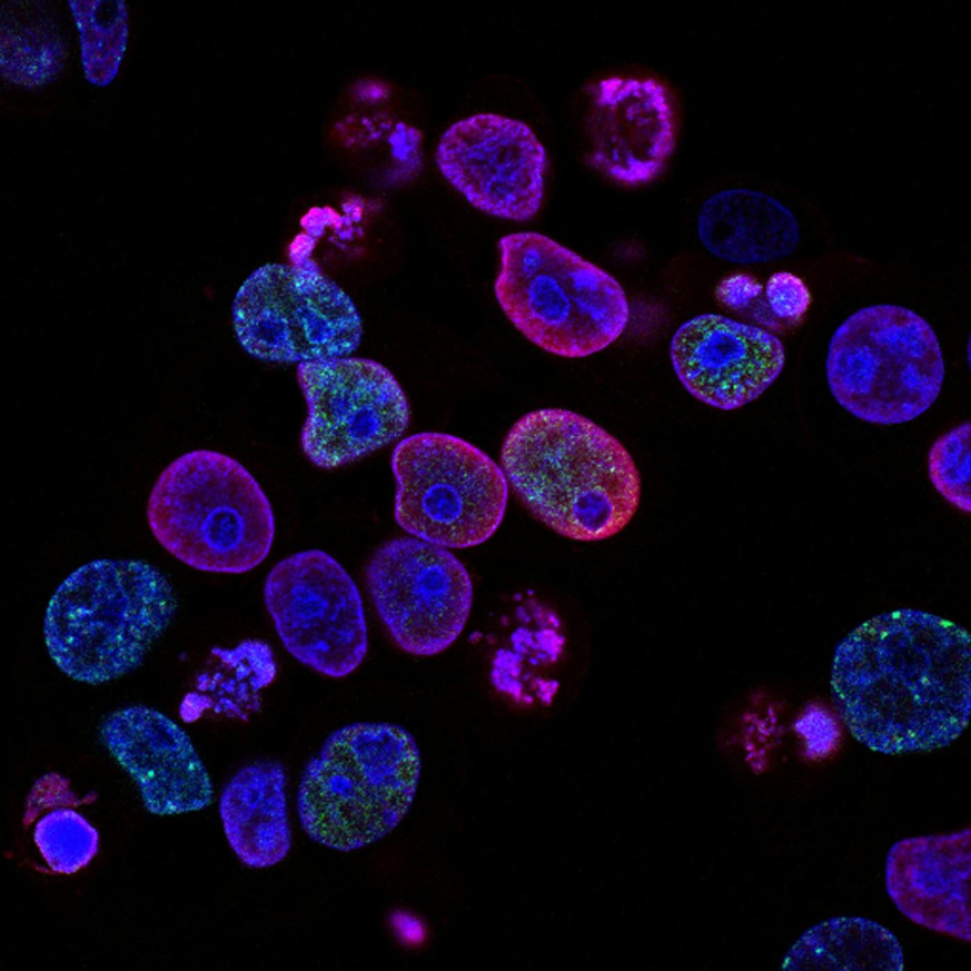Fluorescent cell imaging