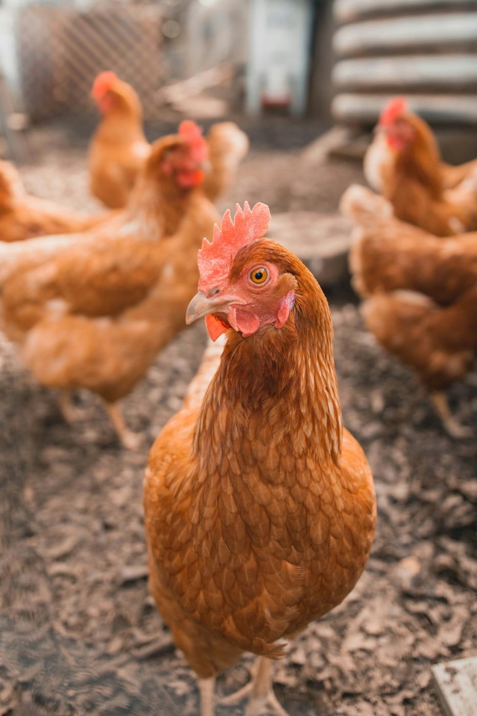 Free-range hens