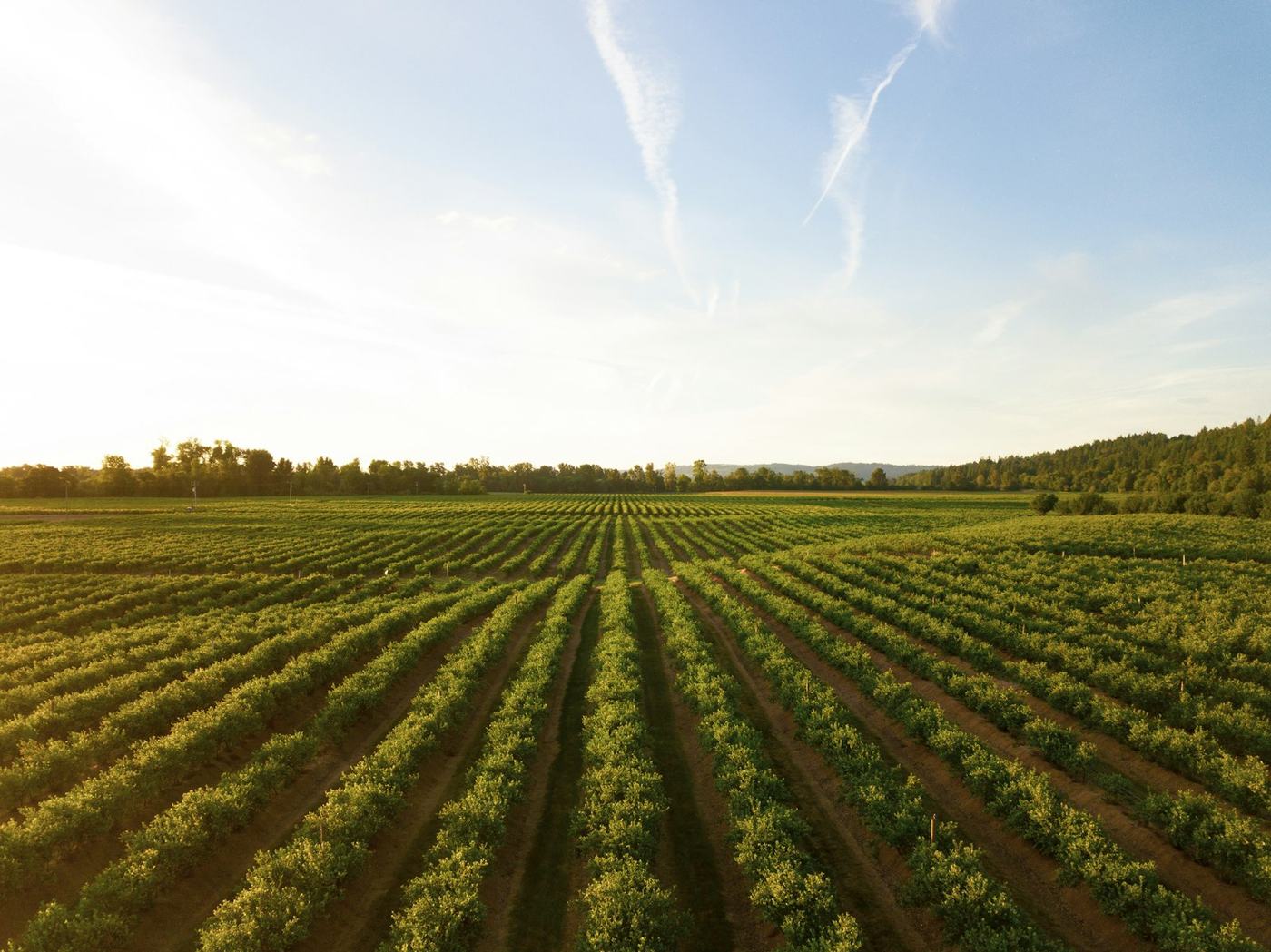 Green crop field under a blue sky