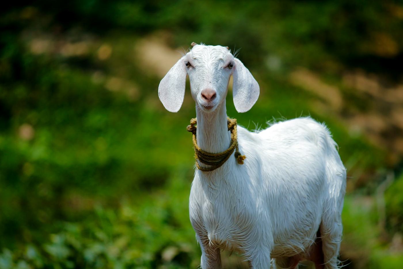 White goat in a field